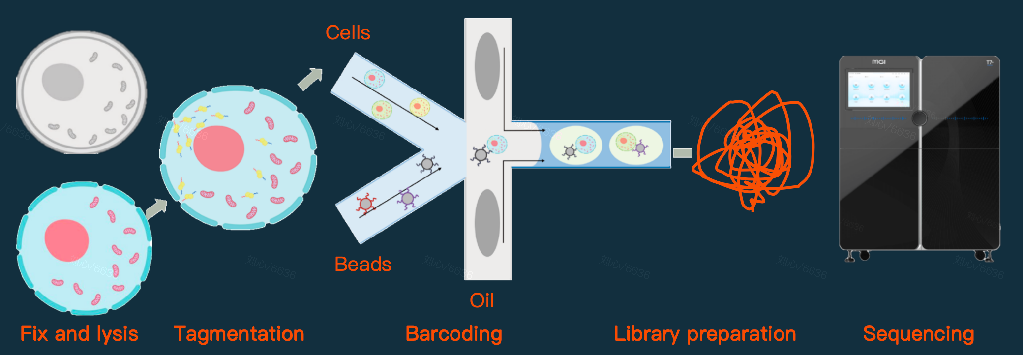 mtscATAC-seq
