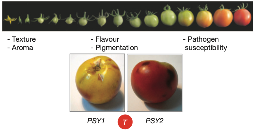 <em>Nature</em>: The Tomato Genome Sequence Decodes the Evolution of Fleshy Fruits