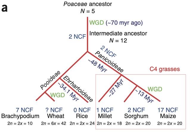 Foxtail Millet Genome Sequencing: Insights into Grass Evolution and Biofuel Potential