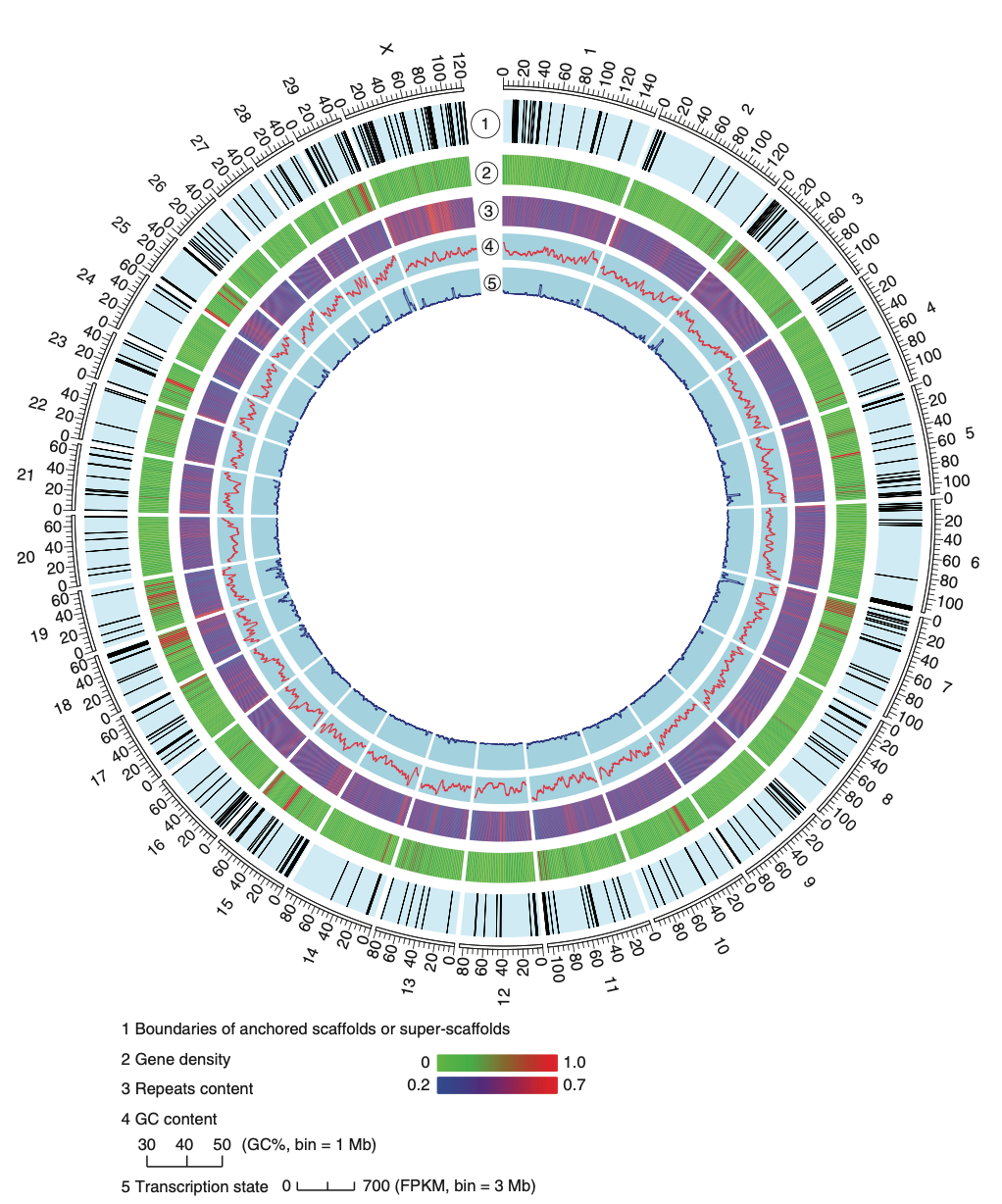 Nature Biotechnology: First Domestic Goat Genome Assembly Using Optical Mapping