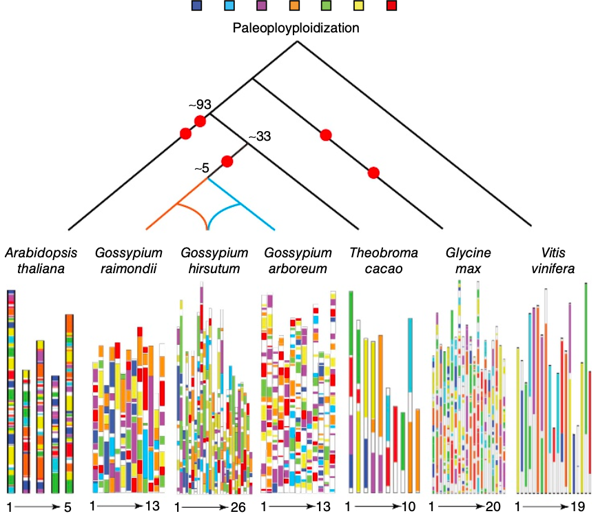 <em>Nature Biotechnology</em>: Decoding the Upland Cotton Genome and Its Polyploid Evolution