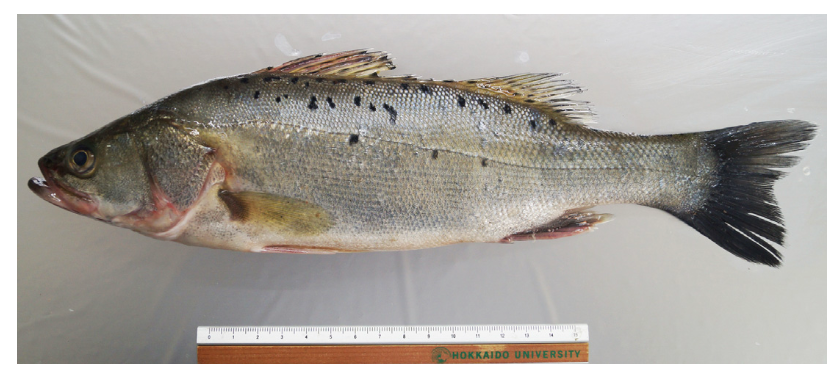 Chromosome-Level Genome Assembly of Spotted Sea Bass