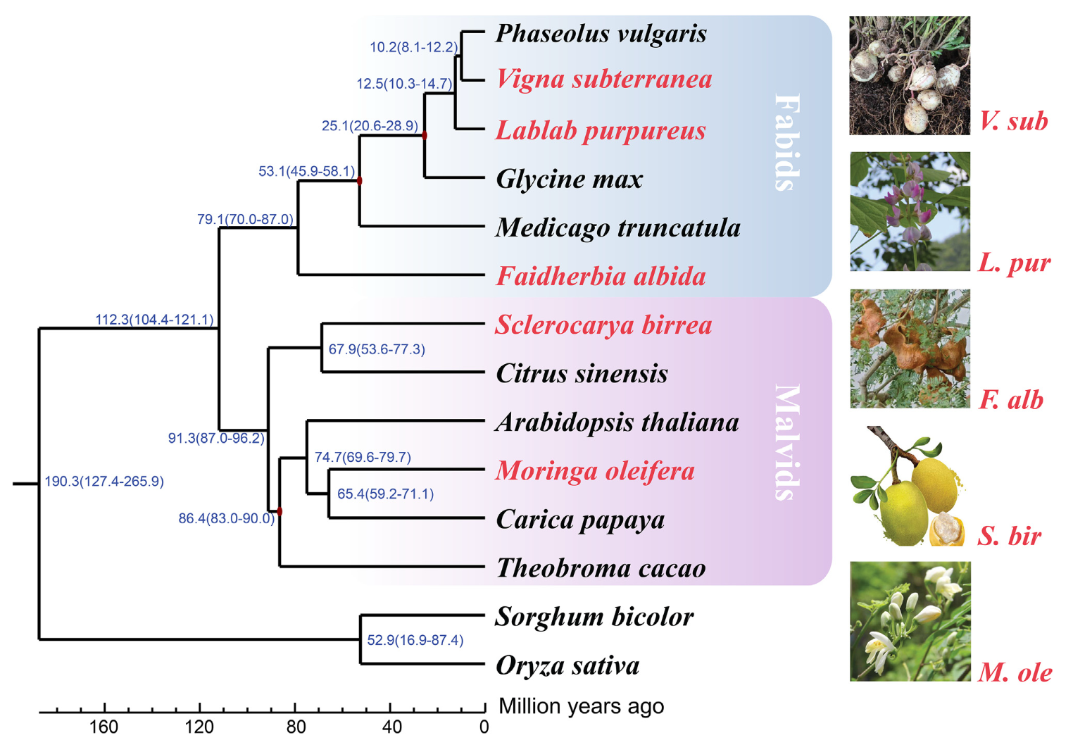Draft Genomes of Five African Orphan Crops: Expanding Genetic Resources for Food Security