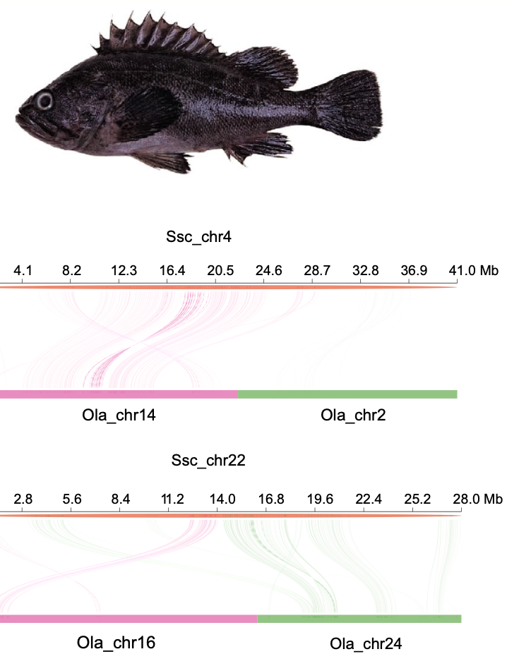 Chromosome-Level Genome Assembly of Black Rockfish Provides Insights into the Evolution of Live Birth