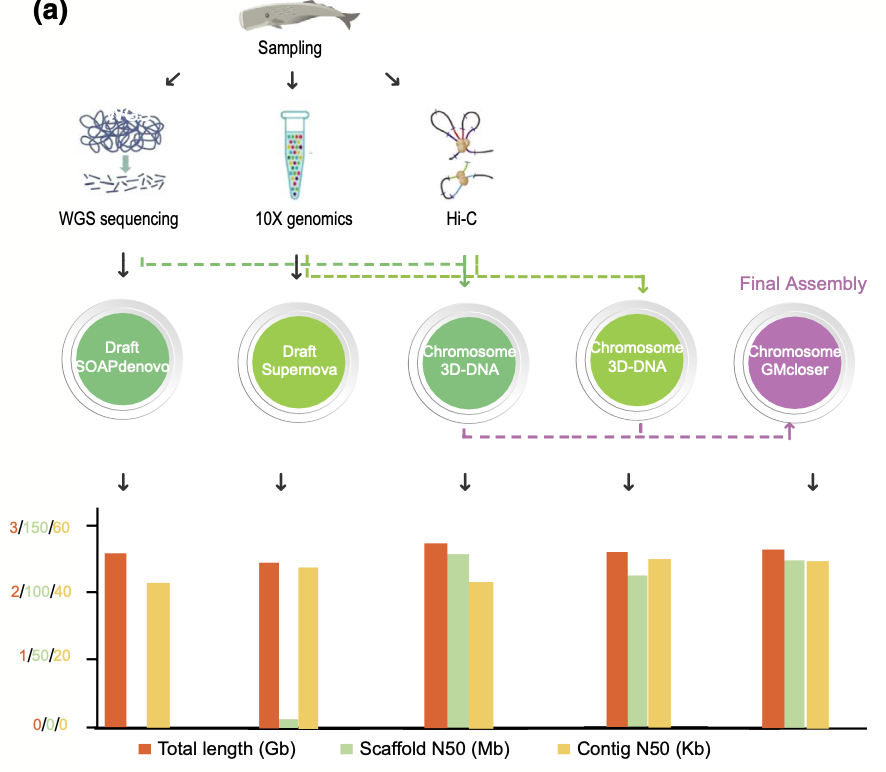 Chromosome-Level Genome Assembly of Sperm Whale: Insights into Marine Mammal Evolution