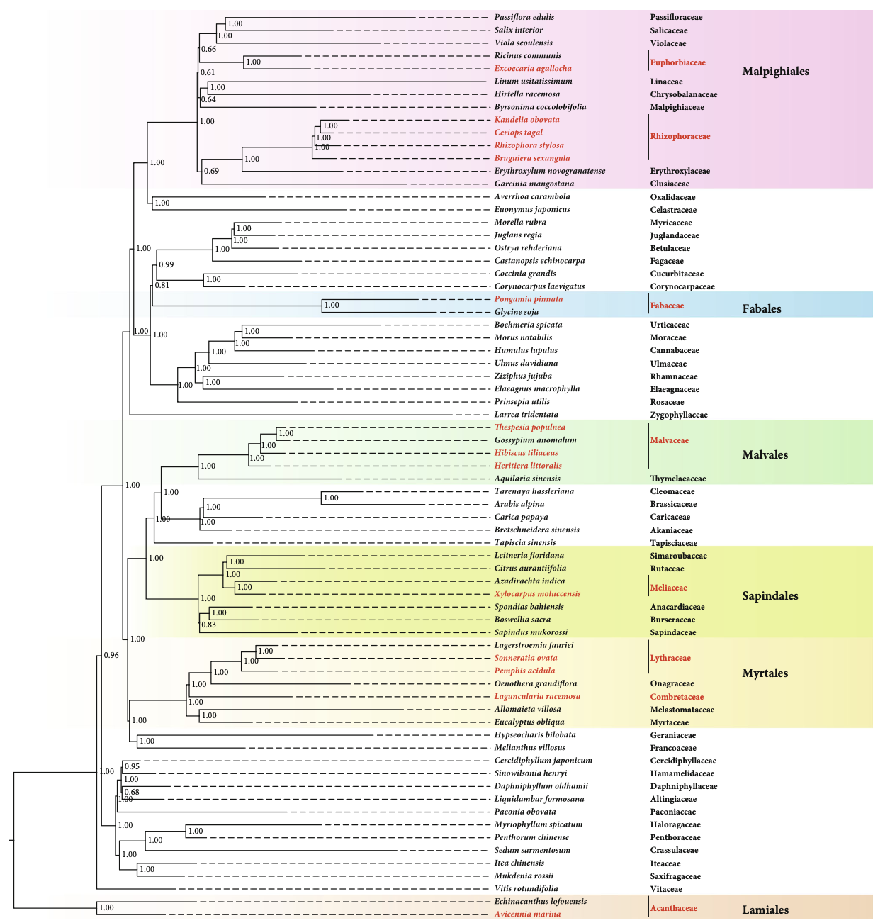 Comparative Chloroplast Genomics of Mangrove Species: Phylogenetic Insights and Evolutionary Analysis