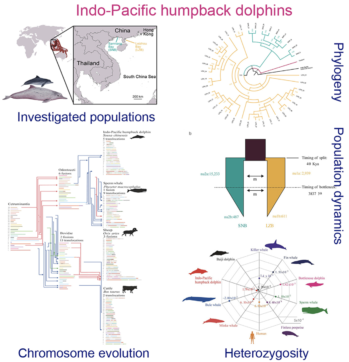 Chromosome-Level Genome Assembly of Indo-Pacific Humpback Dolphin