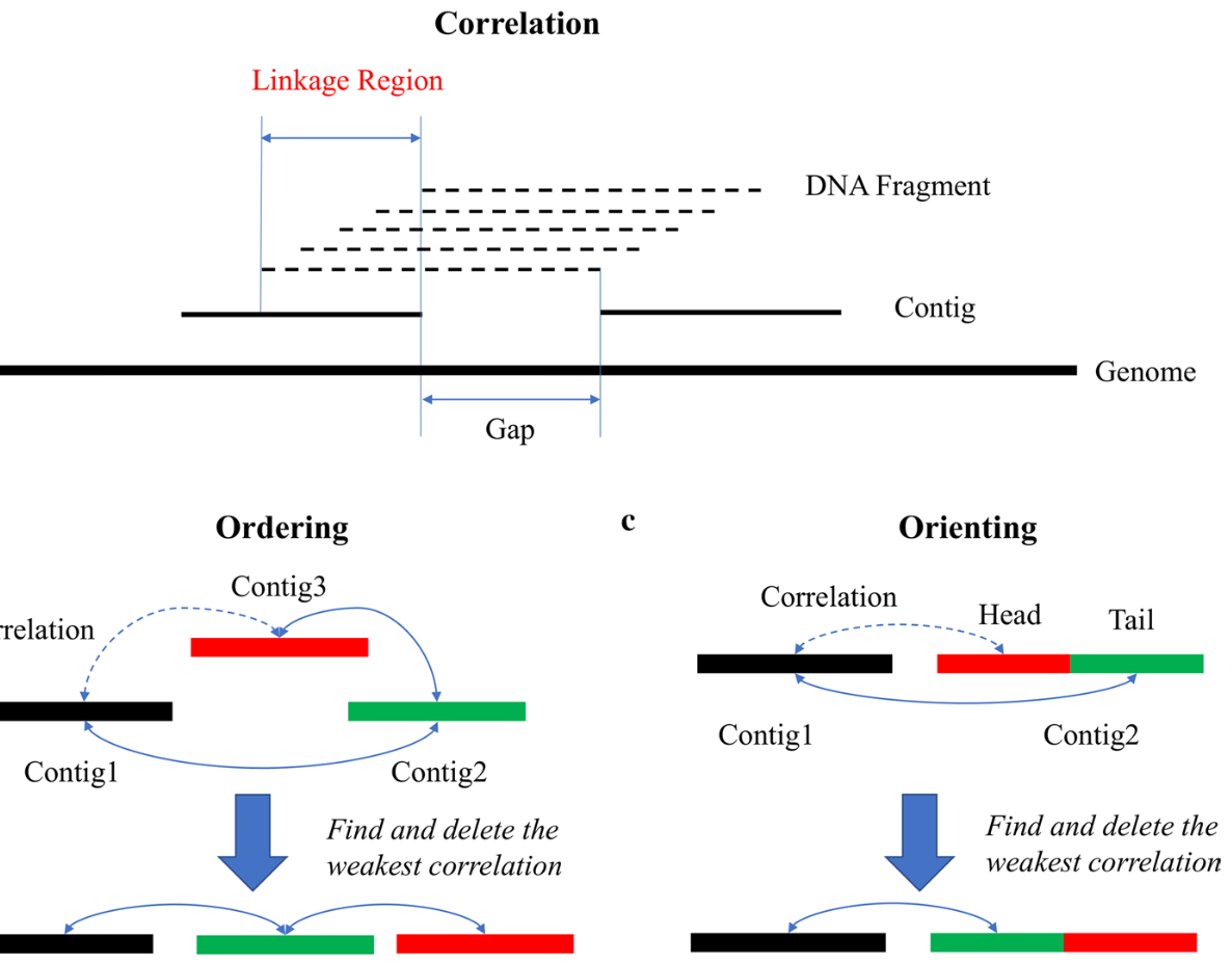 SLR-superscaffolder: A Novel Scaffolding Tool for Synthetic Long Reads