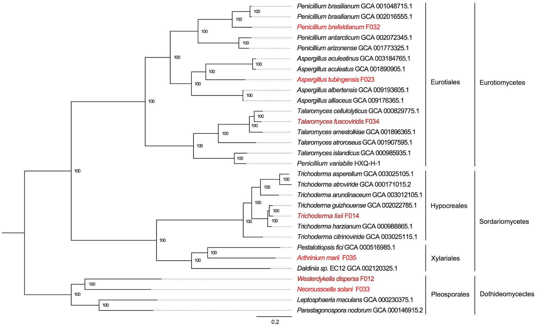 Genomic Insights into Mangrove Rhizosphere Fungi: Understanding Microbial Adaptations in Coastal Ecosystems