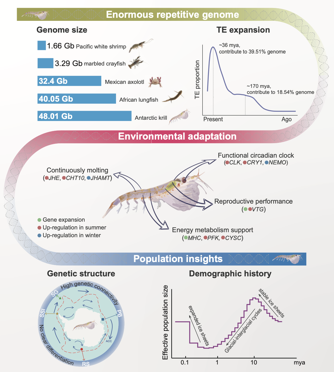 Chromosome-Level Antarctic Krill Genome Unlocks Insights into Adaptations and Population Dynamics