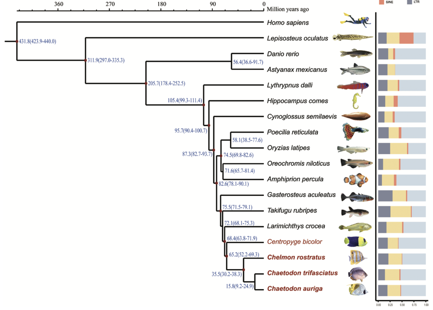 Chromosome-Level Genome of Butterflyfish Reveals Unique Color Patterns and Morphological Features