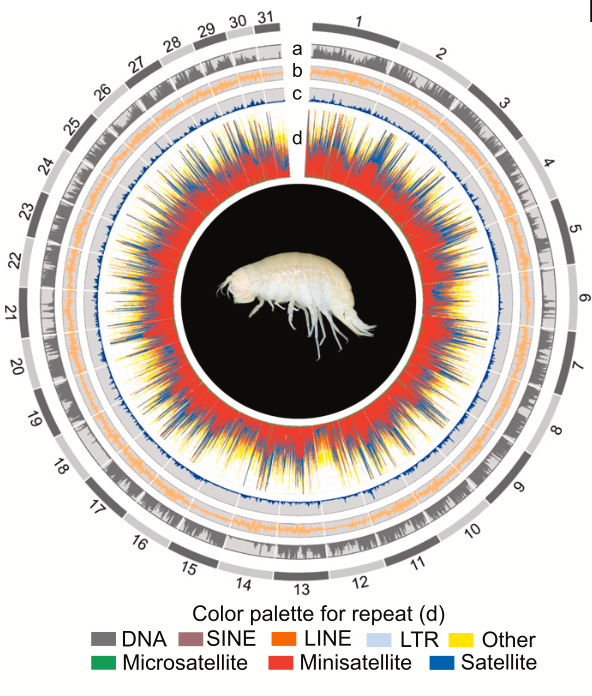 <em>Cell</em> Article: Genomic Insights into the Population Dynamics and Adaptation of Hadal Amphipods
