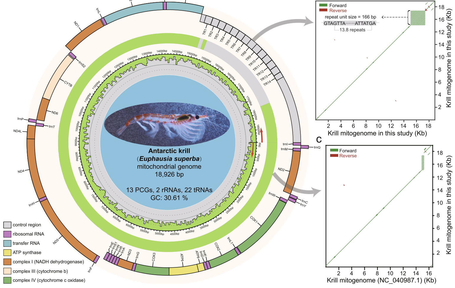 Exploring Antarctic Krill Mitogenomes: Insights into Genetic Diversity and Population Dynamics