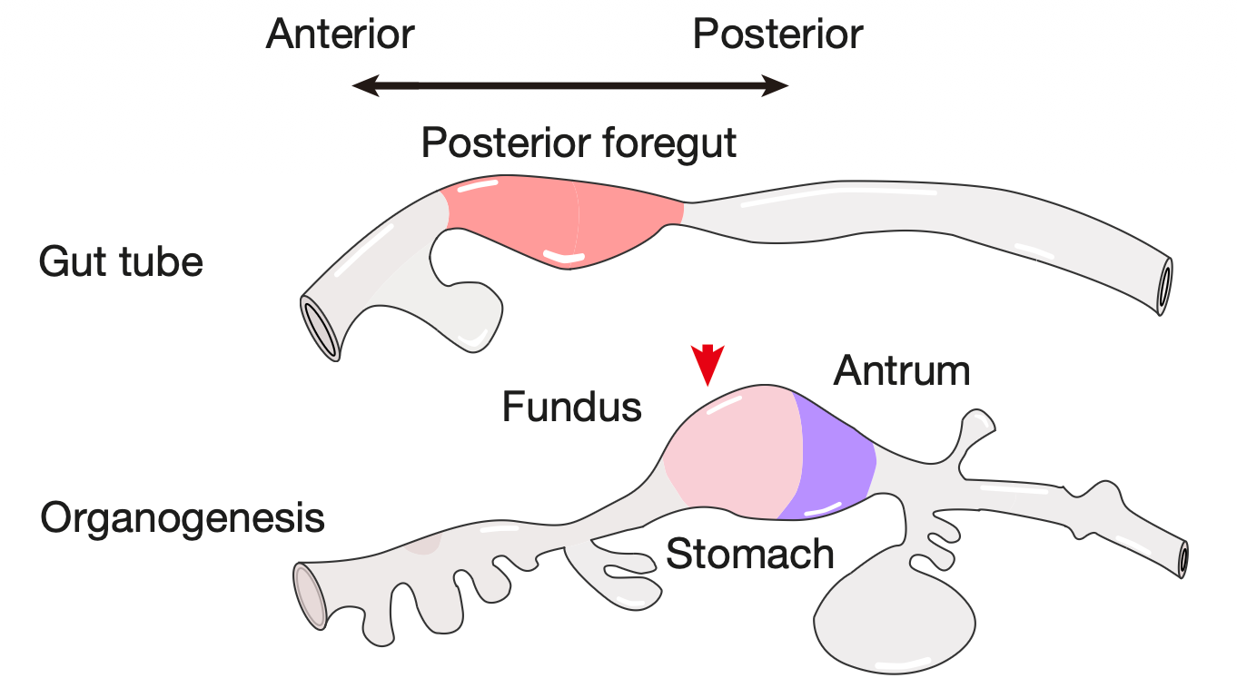<em>Nature</em>: A Multilineage Organoid Model of the Human Stomach - Breakthrough: Human Gastroids Model Self-Organized Patterning in Stomach Development
