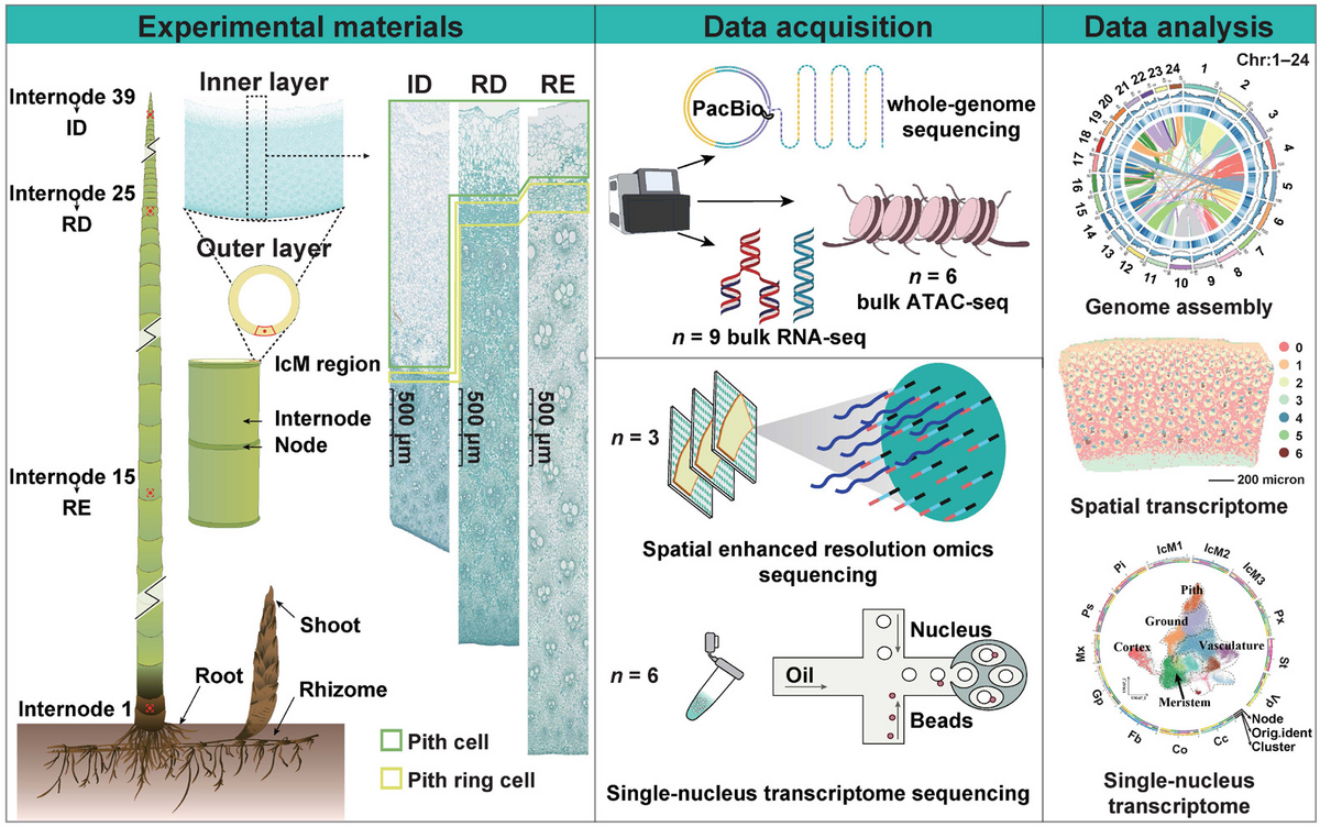 Single-Nucleus and Spatial Transcriptomics Reveal the Cell Populations of Intercalary Meristems in Bamboo